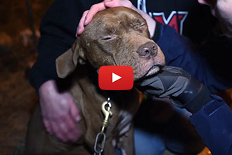 This Momma Dog Never Gave Up On Reuniting With Her Family, Despite All Odds 