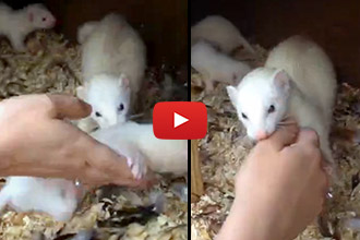 This Momma Ferret Is Confused In An Adorable Way!
