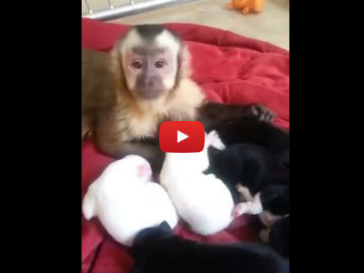 This Monkey Meeting a Litter of Puppies is The Most Adorable Thing You'll Watch All Day!