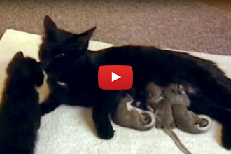 This Mother Cat Adopts Some Unlikely Babies... The Result? Overwhelming Cuteness!