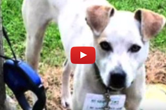 This One Rescue Story You Have To Watch!
