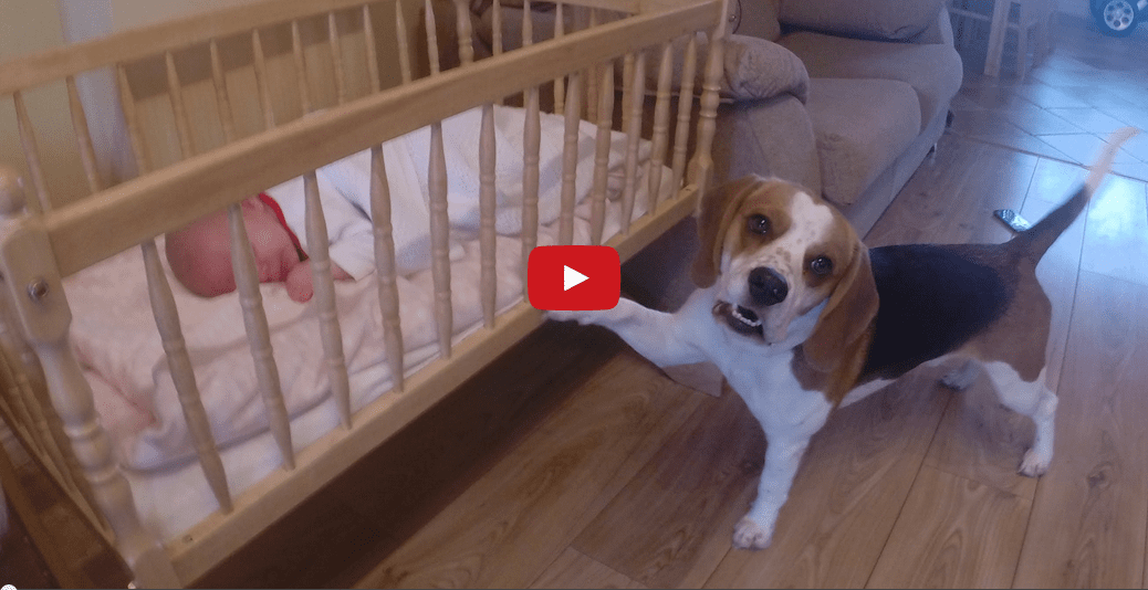 This Parental Pooch Putting a Baby to Bed is too Cute for Words!!