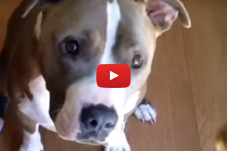 This Pitbull Don't Be Fooled By His Owner's Attempt To Sneak In A Piece Of Broccoli!