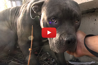 This Pitbull Was Two Steps From The Freeway, Until Hope For Paws Saved Him