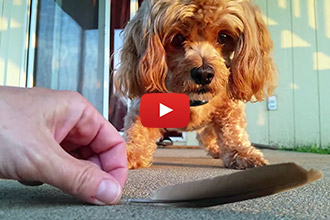 This Pooch Has an Adorably Irrational Fear of a Bird Feather- Too Cute!