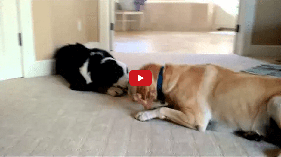 This Poor Pooch Gets Her Bone Stolen By a Bully- And He Doesn't Even Want It!!