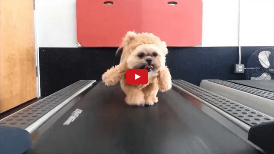 This Precious Pooch in Teddy Bear Workout Gear is TOO CUTE!!