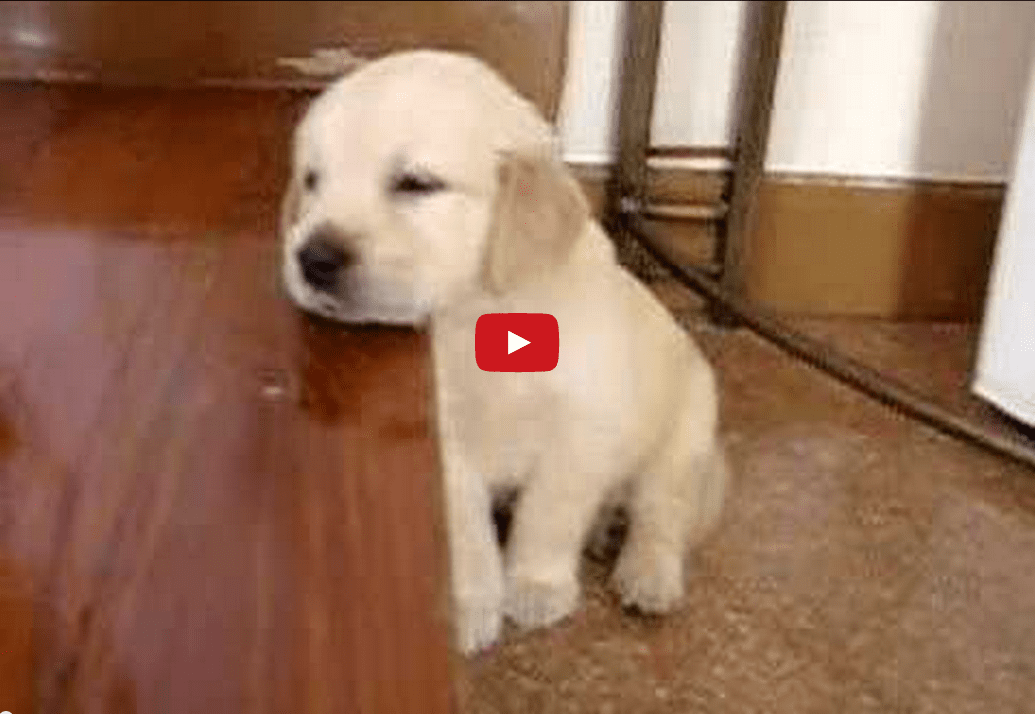 This Puppy Just Can't Stay Awake! This is the Cutest Thing You'll See All Day!!