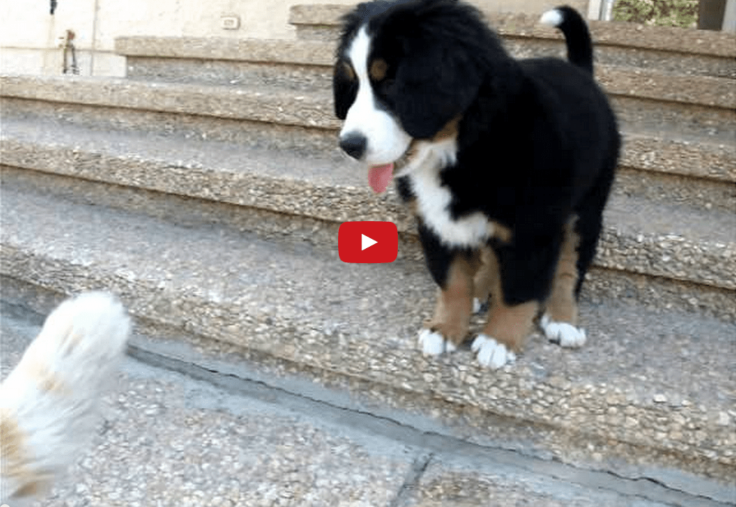 This Puppy Just Met a Cat for the First Time- And His Reaction is ADORABLE!!