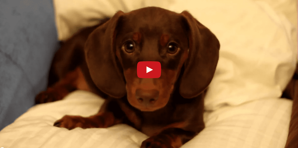 This Puppy Plays By His Own Rules and Calls No Man "Mister"!!