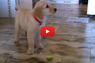 This Puppy Tries A Lime For the First Time and Has the CUTEST Reaction Ever!