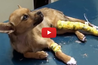 This Puppy Was On The Verge Of Dying, Until Dr. Karri Saved His Life
