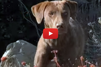 This Rescue Story Will Warm Your Heart!