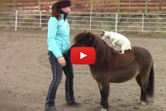 This Rescued Dog And Horse Are Too Cute!