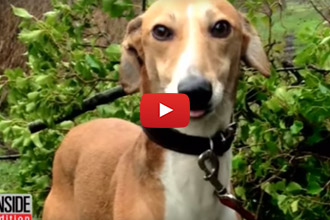 This Rescued Greyhound Goes From Shy, To Loving And Happy!