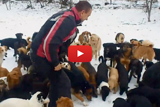 This Sanctuary Is Home To Over 450 Dogs That Were Once Homeless