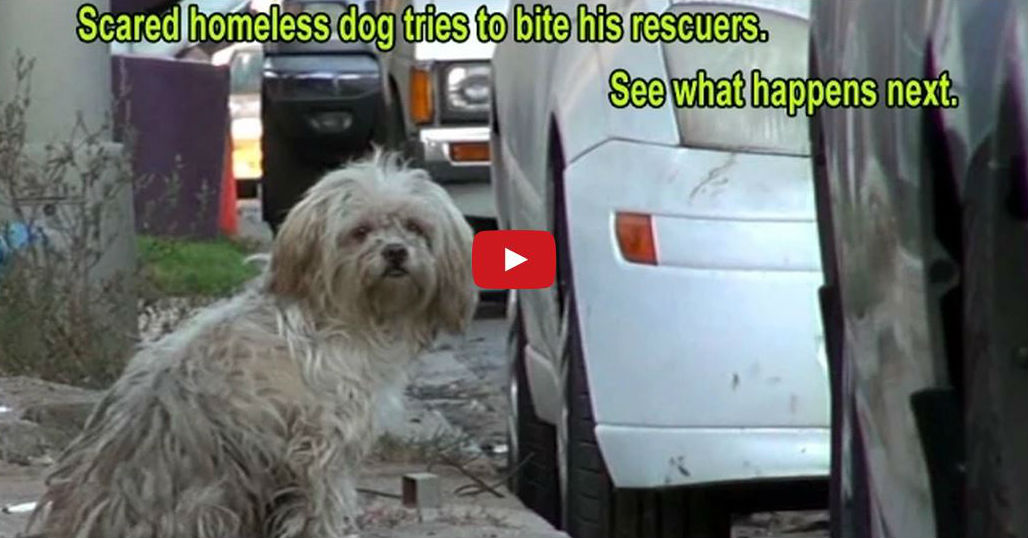 This Scared Homeless Dog's Before and After Rescue Transformation Is Incredible!