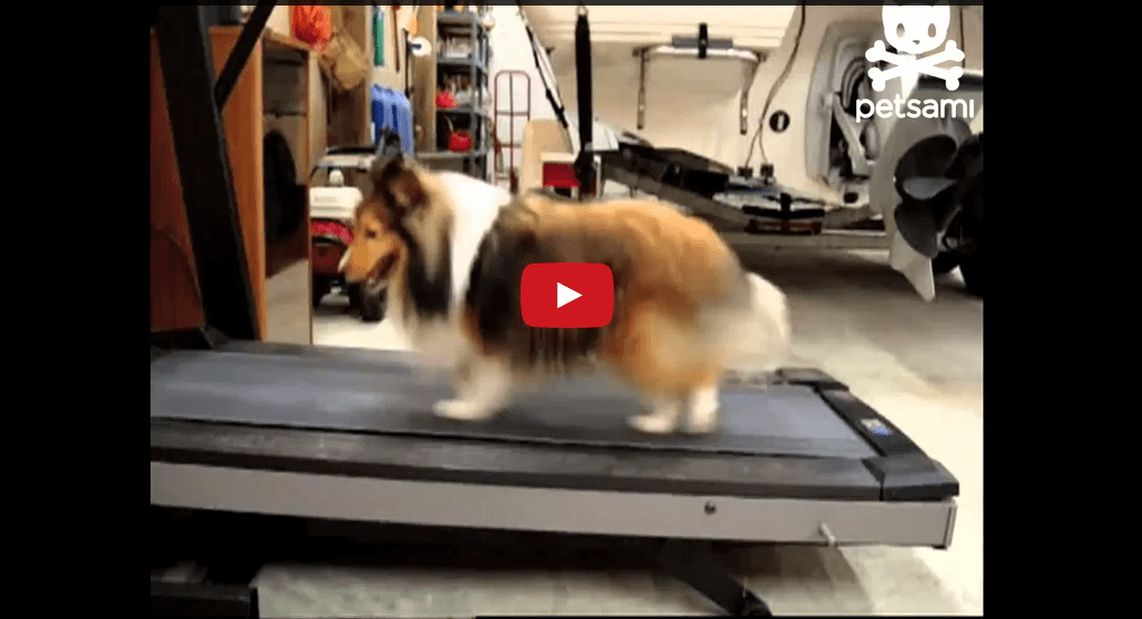 This Smart Dog Avoids Treadmill Workout... Until His Owner Catches Him! Watch How Fast He Gets Back to It!!