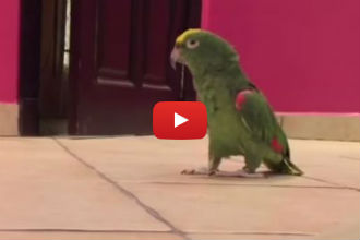 This Sneaky Bird Thinks He's Absolutely Hilarious - So Funny!