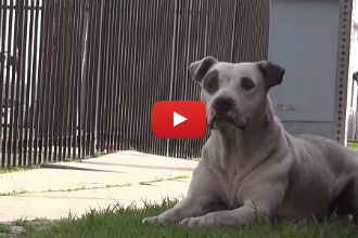 This Starving Homeless Pitbull Finds Solace in These Two Amazing Humans!