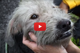 This Stray Dog Was Covered In Oil, And His Rescue Story Put Us In Tears!