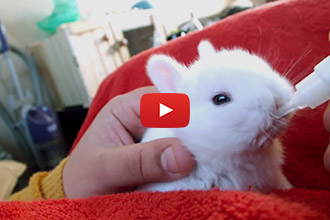 This Teeny Tiny Bunny Drinks From the Cutest Baby Bottle Ever!