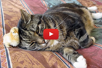 This Tiny Chick Picks The Most UNUSUAL Place To Hide!