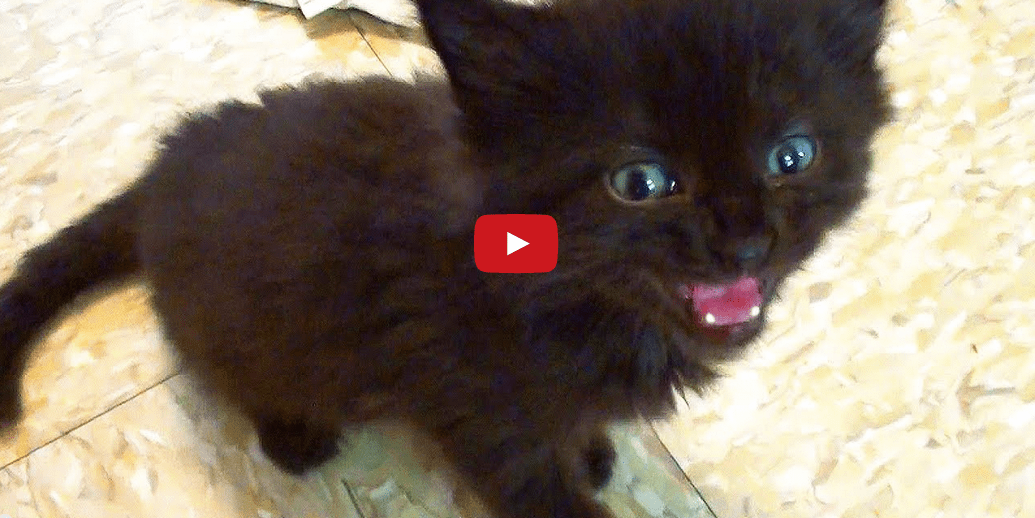 This Tiny Kitten's Meow is Too Cute for Words! I Can't Stop Watching!!