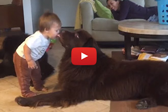This Toddler Makes The Funniest Face When His Dog Kisses Him!