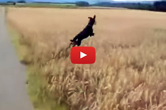 This Unbelievably Happy Dog Shows us the True Meaning of Joy!