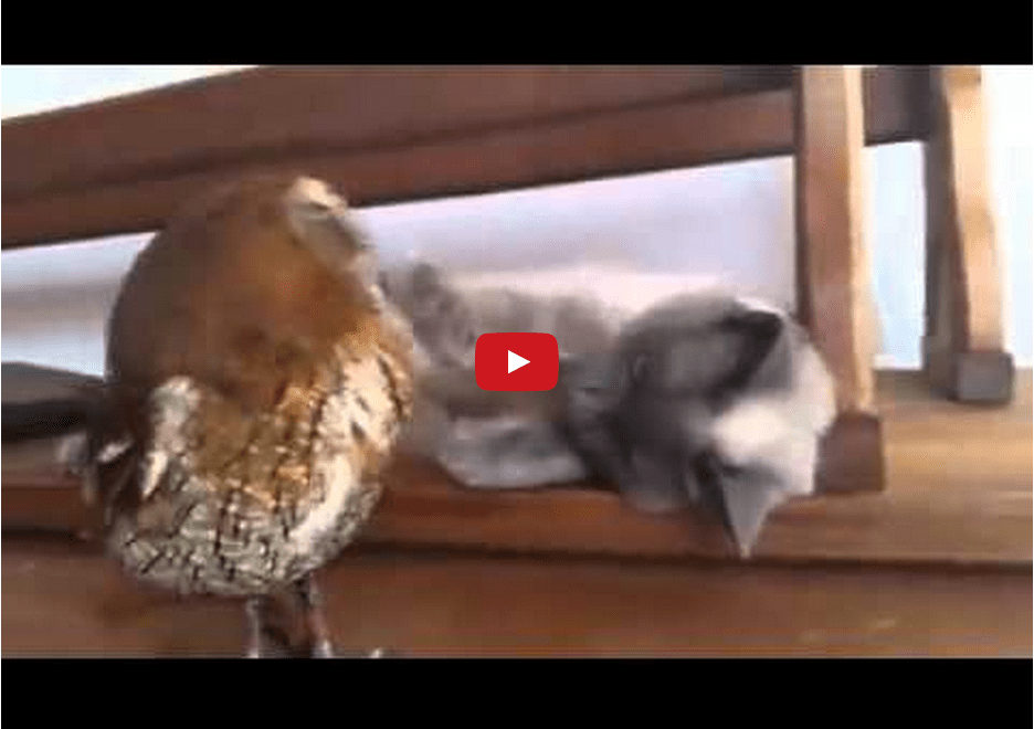 This Unique Friendship Will Make Heads Turn! This Cat and Owl Couple is too Cute!!