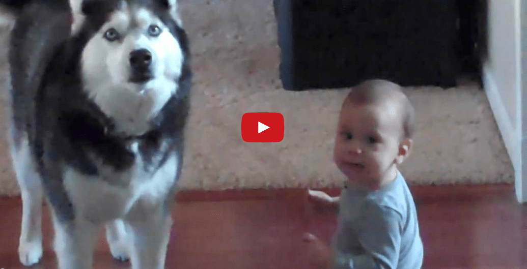 This Video of a Baby and Dog Howling Together Will Make You Day!!