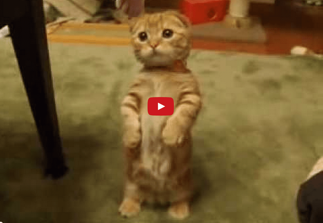 This Video of a Cat Standing is Inexplicably the Cutest Thing I've Ever Seen. Wow!