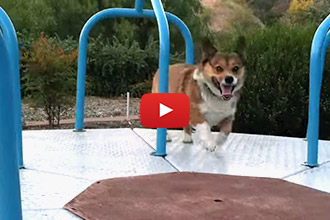 This Video of a Corgi Running on a Carousel is a Must-Watch!
