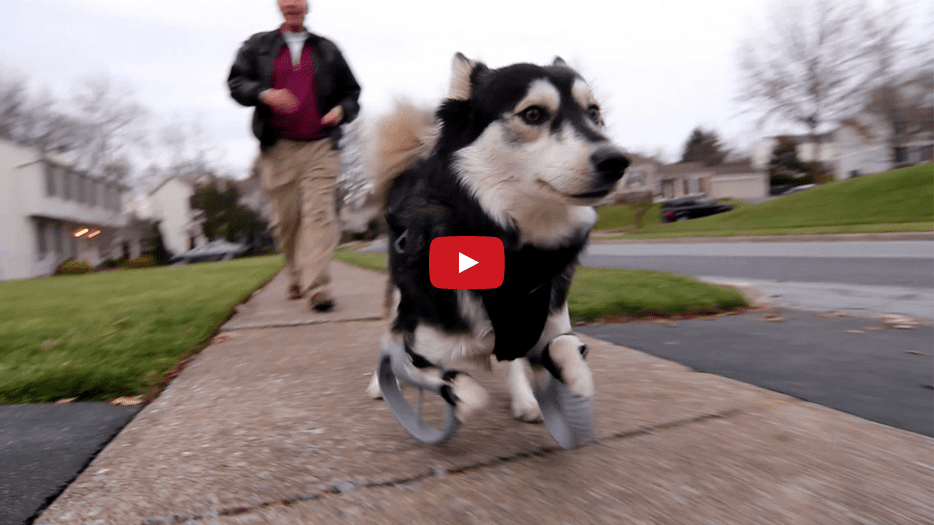 This Video of a Disabled Dog Running for the First Time Will Leave You in Awe. I'm in Tears!!