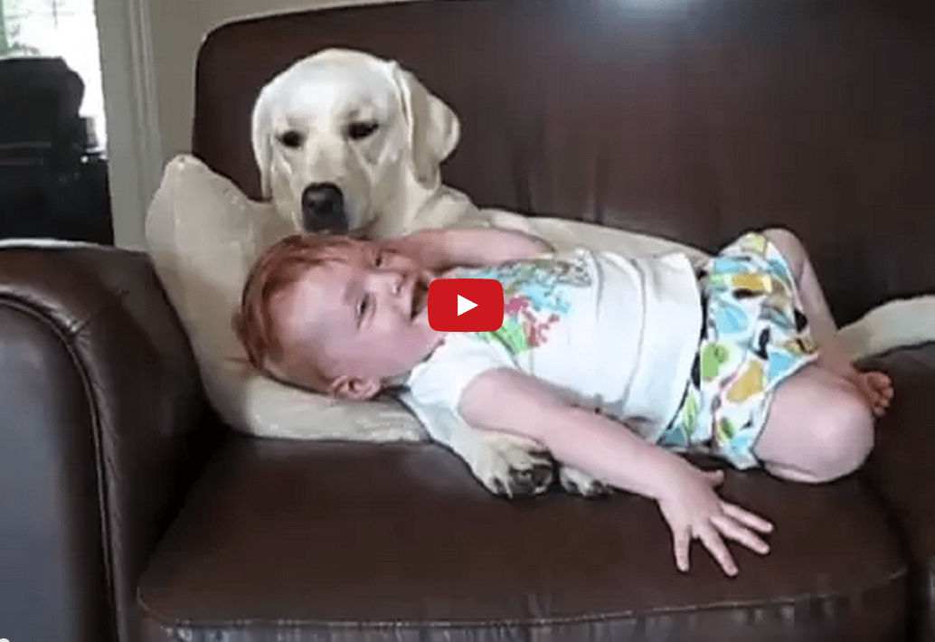 This Video of a Dog and a Baby is Particularly Cute