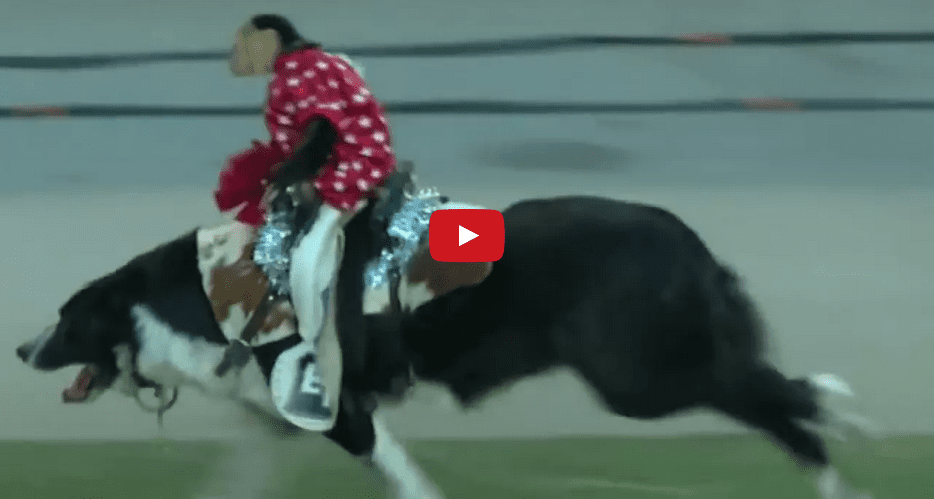 This Video of a Monkey Riding a Dog like a Horse is Oddly Satisfying!