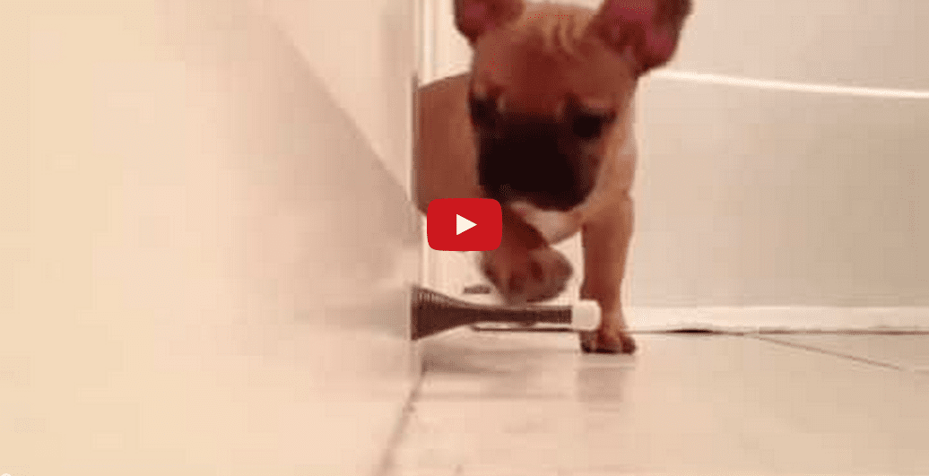 This Video of a Puppy Playing With a Door Stopper is Hilarious! I'm in Stitches!!
