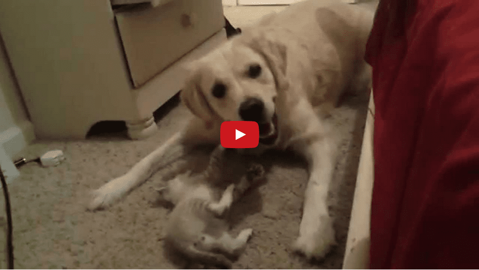 This Video of a Rescued Retriever Playing with a Kitten Will Warm Your Heart!!