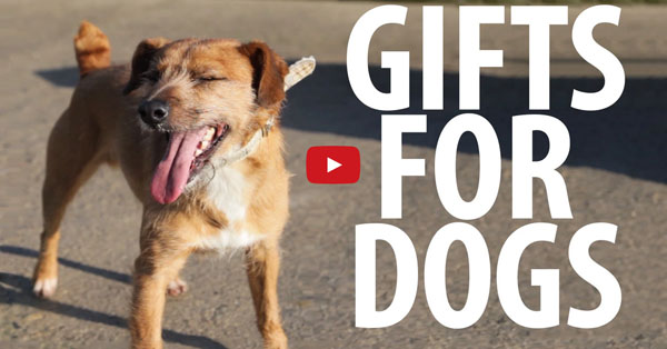 This Video of Homeless Dogs Receiving Gifts is Exactly What You Need! Absolutely Adorable!!