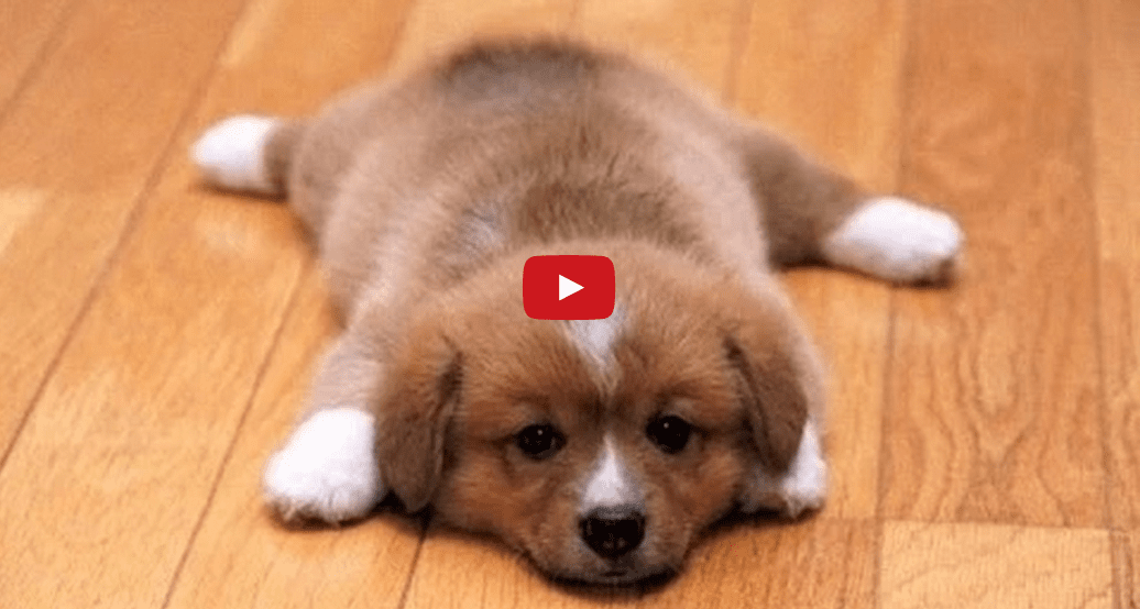 This Video of Poor Pooches Putting Up with Slippery Hardwood Floors is Too Much!!
