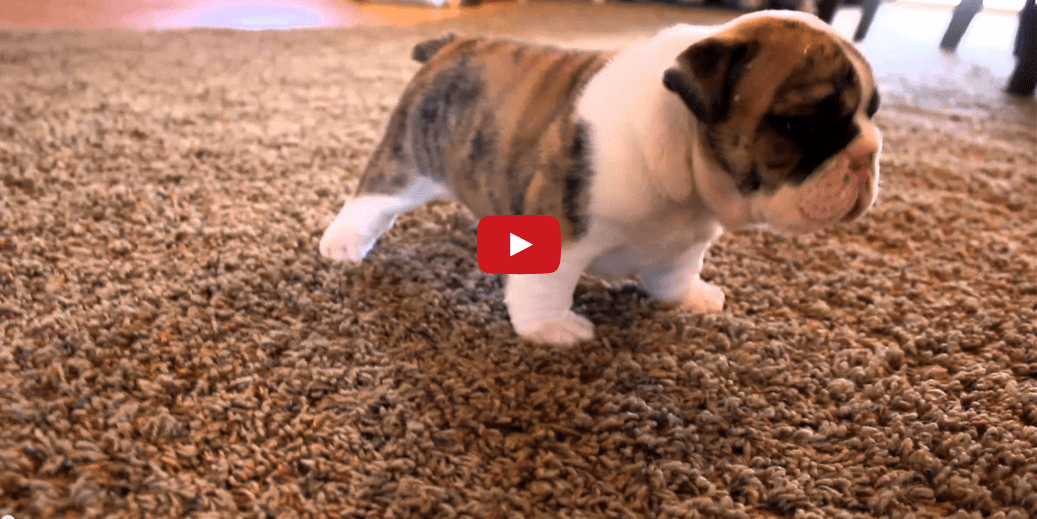 This Video of Puppies Learning to Walk is Too Cute! I Could Watch It ALL DAY!! 