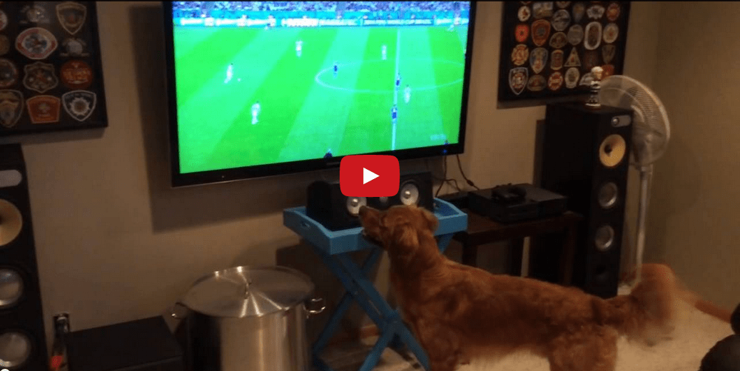 This Video of Two Dogs Watching the World Cup Summarizes America's Opinion on Soccer- And It's Hilarious!!