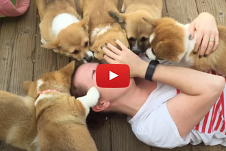 This Would Be The Highlight Of Our Week! Bring Them Corgis Over Here!