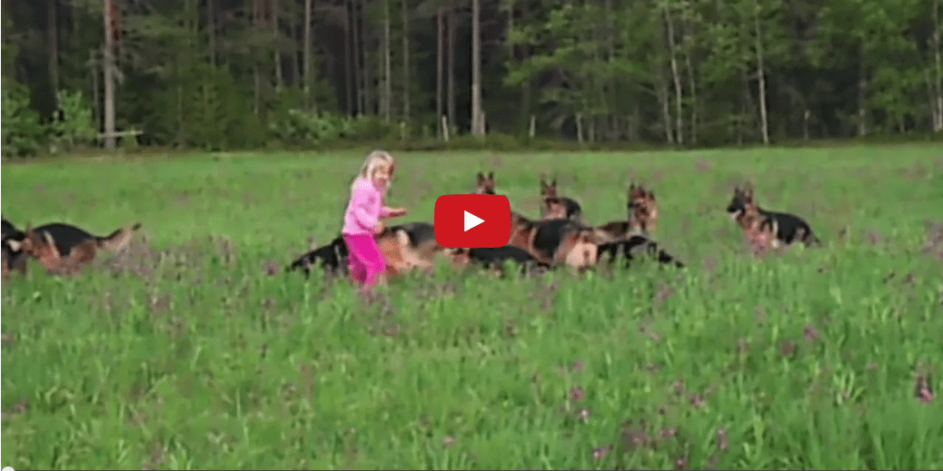 This Young Girl Playing in a Field of German Shepherds Will Incite in You a Forlorn Longing for the Ephemeral Days of Your Youth!!