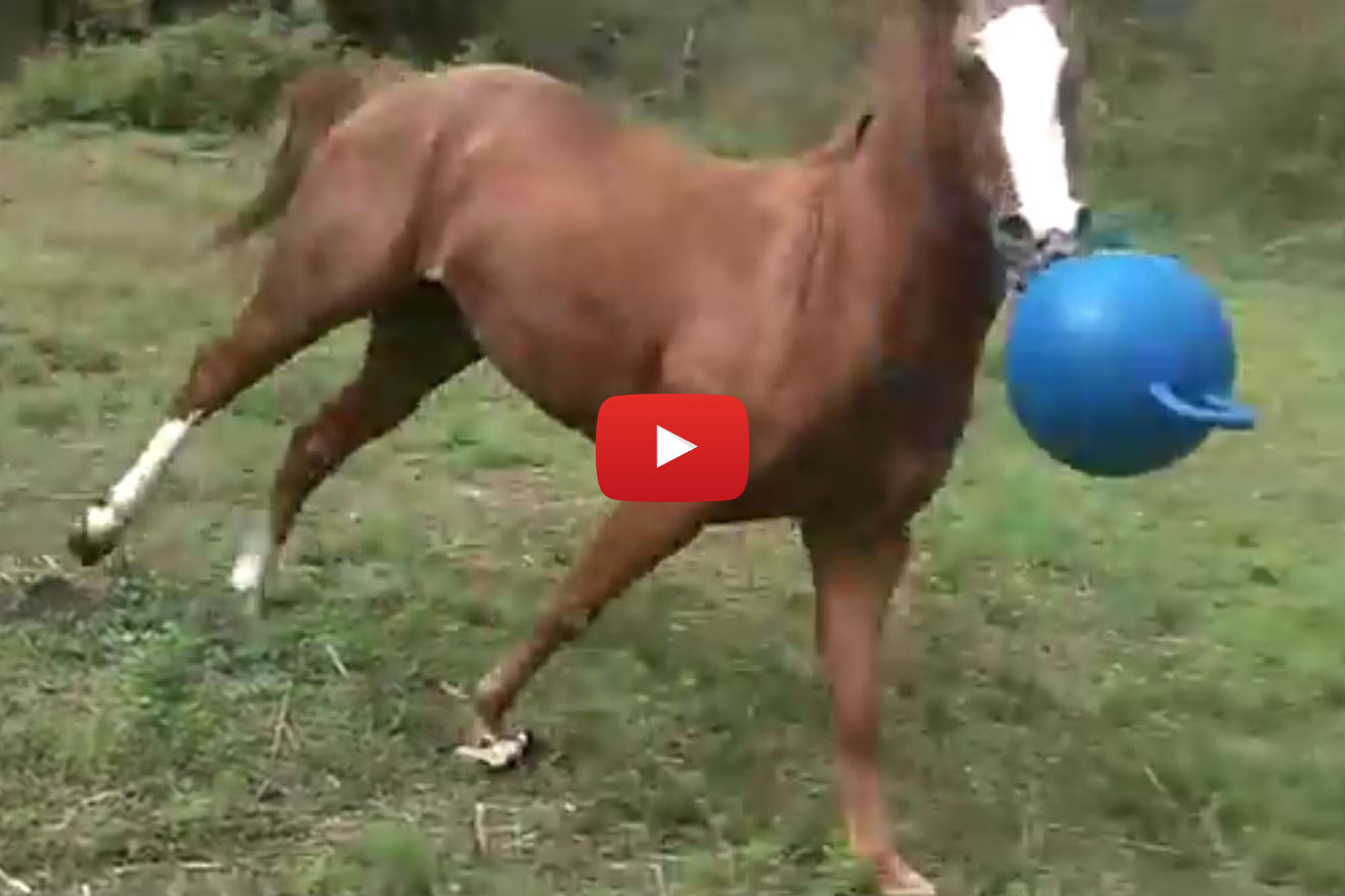 This Young Horse Acting Like a Dog is Absolutely Adorable!