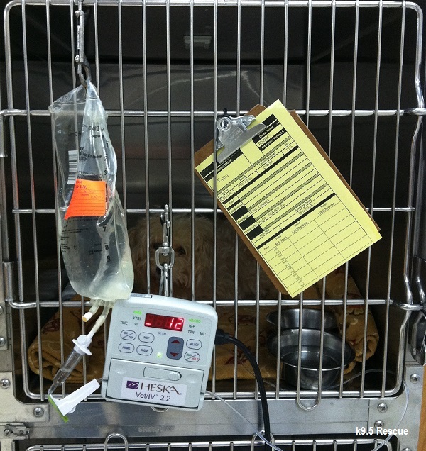 Tippy May Topple, But She Won't Slow Down!