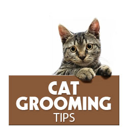 Tips For Grooming Your Cat