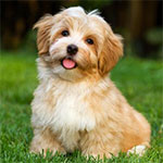  Tips For Shedding Dog Breeds