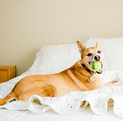 Tips To Adopt Your New Pet